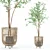 Modern Ficus Benjamina Plant Ensemble 3D model small image 1