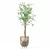 Modern Ficus Benjamina Plant Ensemble 3D model small image 3