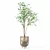 Modern Ficus Benjamina Plant Ensemble 3D model small image 5