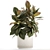 Modern Ficus Tree Collection 1466 3D model small image 5