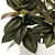 Modern Ficus Tree Collection 1466 3D model small image 6