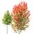 Maple Sapindaceae 3D Models Collection 3D model small image 2