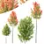 Maple Sapindaceae 3D Models Collection 3D model small image 3