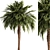 Tropical Palm Tree 3D Model 3D model small image 1