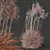 Ornamental Miscanthus Grass Bundle 3D model small image 4