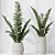 ZZ Zamioculcas Houseplant Variety Set 3D model small image 2