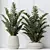 ZZ Zamioculcas Houseplant Variety Set 3D model small image 3