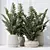 ZZ Zamioculcas Houseplant Variety Set 3D model small image 4