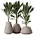 Exotic Licuala Grandis Palm Set 3D model small image 1