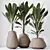 Exotic Licuala Grandis Palm Set 3D model small image 4