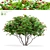 Viburnum Berries Multistem Plant Bundle 3D model small image 1