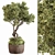 Green Oasis Indoor Plant Set 3D model small image 1