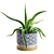 Lush Aloe Vera Mini Pot 3D model small image 6