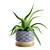 Lush Aloe Vera Mini Pot 3D model small image 7