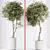 Artificial Olivo Olea Tree Set 3D model small image 5