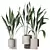 Hardy Aspidistra Cast Iron Plants 3D model small image 1