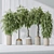 Variety of Huge Ficus Models 3D model small image 2