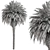  Palm Tree Set 288 3D model small image 4