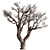 Rustic Dry Olive Tree Set 3D model small image 1