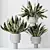 Elegant Snake Plant Set - Feng Shui Greens 3D model small image 5