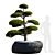 Yew Berry Niwaki in Planter 3D model small image 6