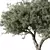 Majestic Olive Tree Sculpture 3D model small image 2