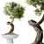 Ginseng Ficus Bonsai Tree Kit 3D model small image 1