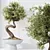 Ginseng Ficus Bonsai Tree Kit 3D model small image 2