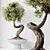 Ginseng Ficus Bonsai Tree Kit 3D model small image 3