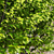 Carpinus Betulus Fastigiata Set 3D model small image 6