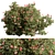 Creeper Flower Bush Collection 3D model small image 1