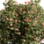 Creeper Flower Bush Collection 3D model small image 2