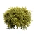 Golden Mop False Cypress 3D Model 3D model small image 4