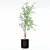 Modern Ficus Benjamina in Pot 3D model small image 4