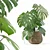 3D Monstera Plant Collection 170 3D model small image 1