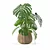 3D Monstera Plant Collection 170 3D model small image 3