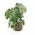 3D Monstera Plant Collection 170 3D model small image 4