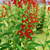 Lobelia cardinalis Flower Collection 3D model small image 6