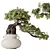 Glossy Ficus Retusa Bonsai Tree 3D model small image 1