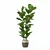 Lush Ficus Lyrata Plant	Collection 3D model small image 3