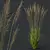 Variety of 3D Grass Models 3D model small image 2