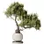 Ficus Ginseng Bonsai Tree Model 3D model small image 1