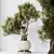 Ficus Ginseng Bonsai Tree Model 3D model small image 2