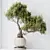 Ficus Ginseng Bonsai Tree Model 3D model small image 3