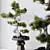 Five-Needle Pine Bonsai Tree 3D model small image 2