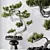Five-Needle Pine Bonsai Tree 3D model small image 4