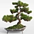 Pine Bonsai with Stone Pot 3D model small image 1