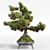 Pine Bonsai with Stone Pot 3D model small image 2