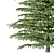 Epic Cedar Tree 3D Model 3D model small image 2