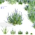 Salvia Azurea Flower Collection 3D model small image 1